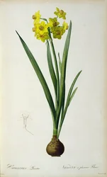 Narciso Lazetta, de 